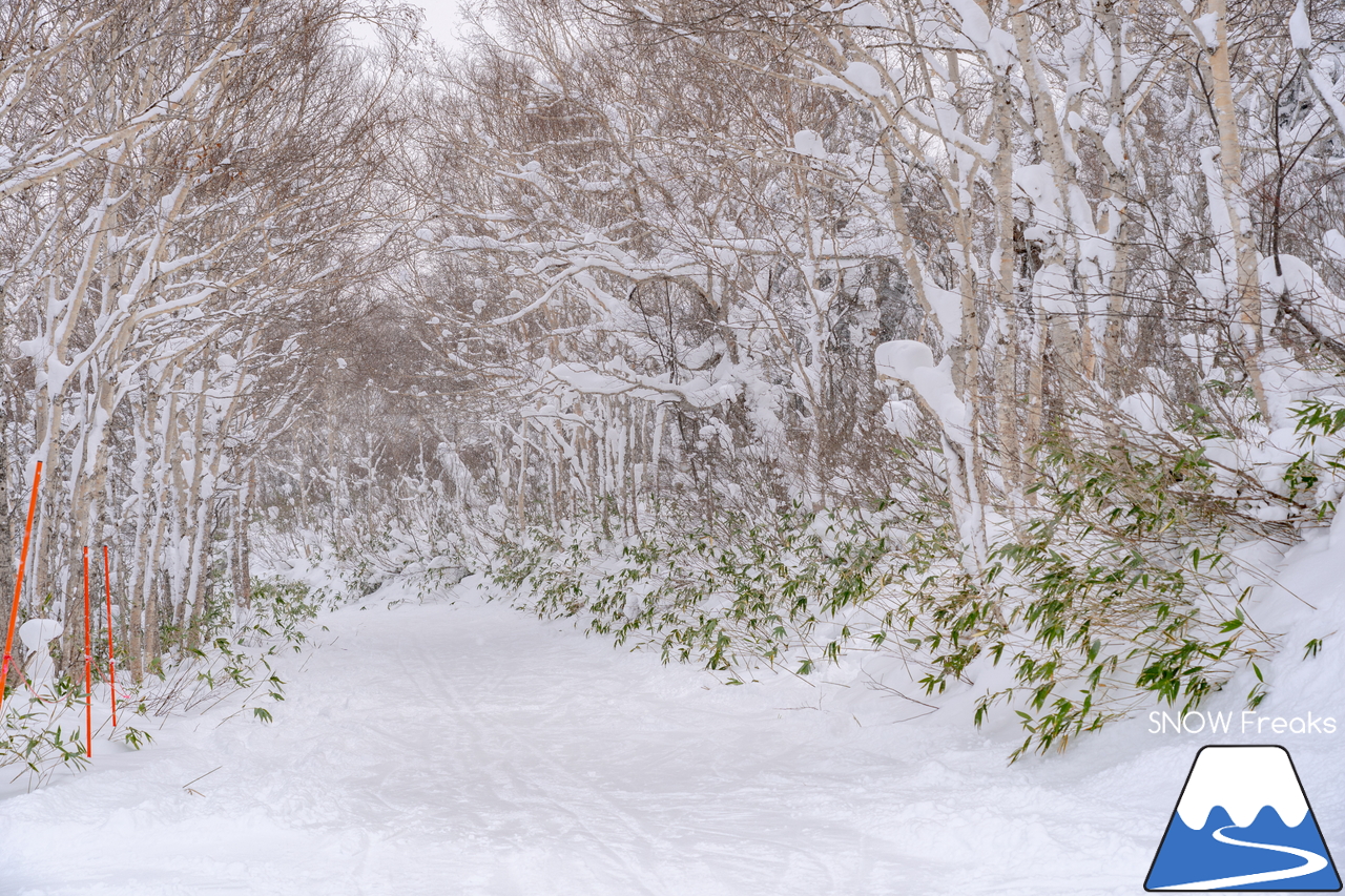 サッポロテイネ｜-10℃。雪質はパウダー。サミットエクスプレスに乗ってロング滑走を楽しみましょう！